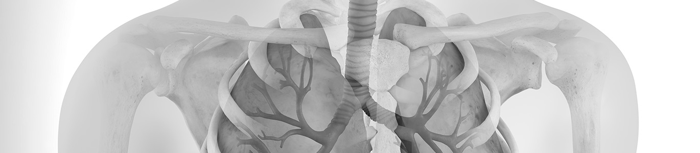 3D illustration related to pulmonology, showing the ribcage and organs in the thoracic cavity.